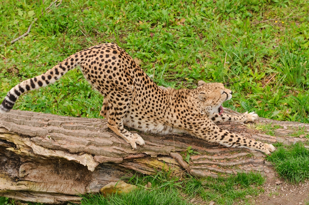 Cheetah Stretching