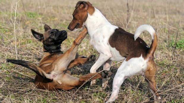 Dog Submitting to Git